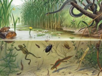 Oude schoolkaarten: van klassiek leermiddel tot geliefd verzamelobject - Veilingagenda