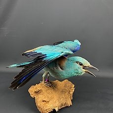 Natuurlijke historie en taxidermie - Veilingagenda